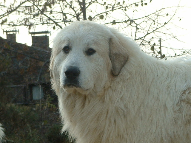 Perro de Montana del Pirineo