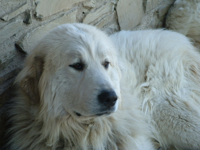 Perro de Montana del Pirineo