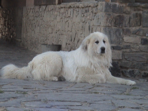 Perro de Montana del Pirineo