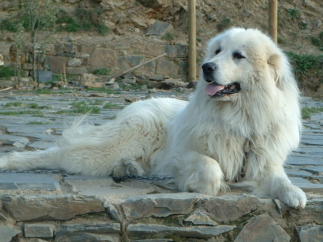 Perro de Montana del Pirineo