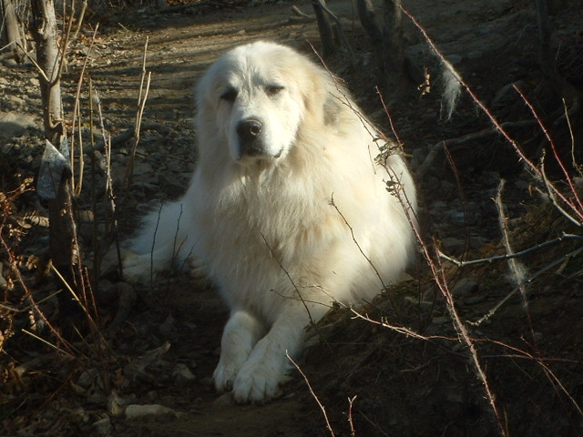 Perro de Montana del Pirineo