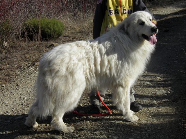 Perro de Montana del Pirineo