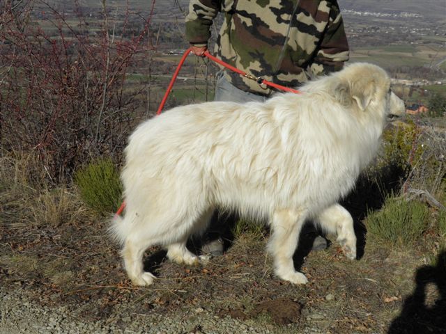 Perro de Montana del Pirineo