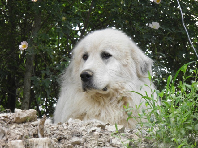 Perro de Montana del Pirineo