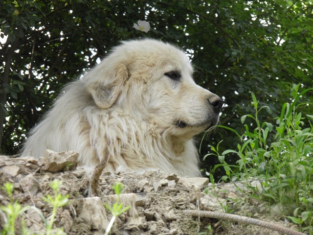 Perro de Montana del Pirineo