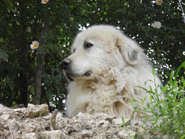 Perro de Montana del Pirineo