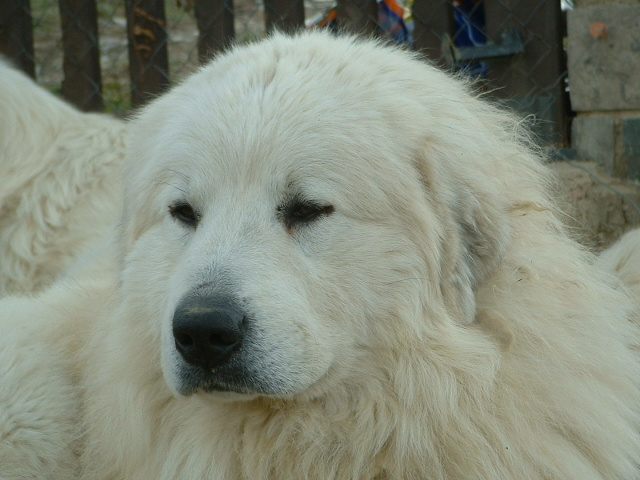 Perro de Montana del Pirineo