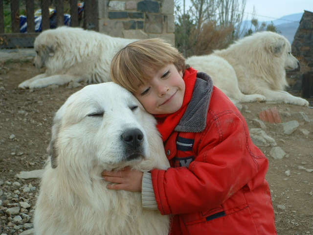 Perro de Montana del Pirineo