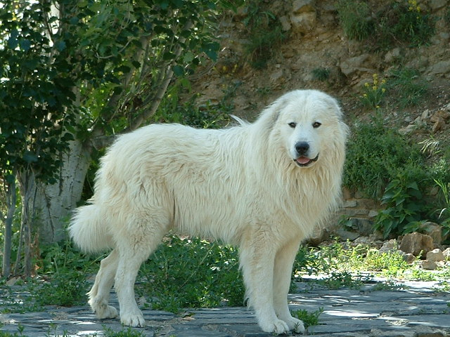 Perro de Montana del Pirineo