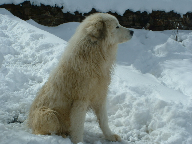 Perro de Montana del Pirineo