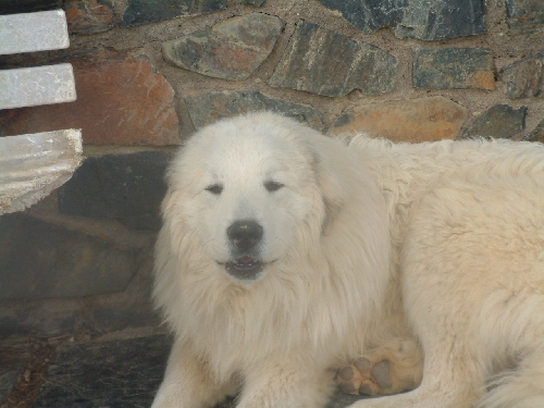 Perro de Montana del Pirineo