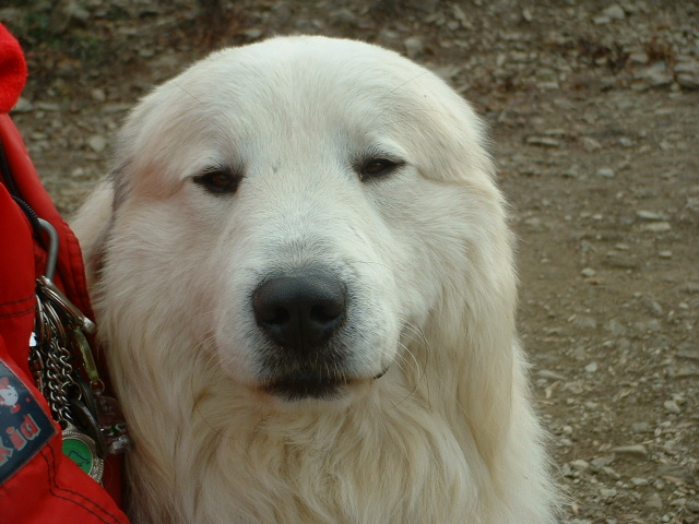 Perro de Montana del Pirineo