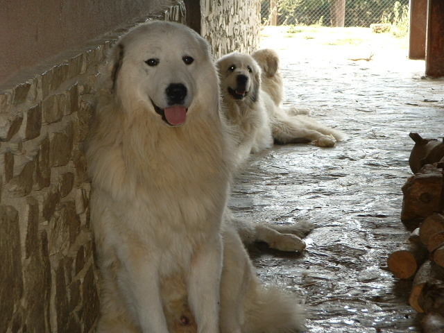 Perro de Montana del Pirineo