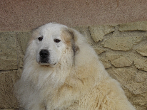 Perro de Montana del Pirineo