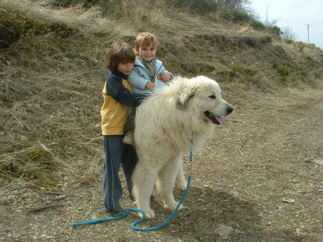 Perro de Montana del Pirineo