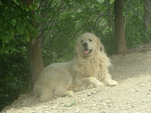 Perro de Montana del Pirineo