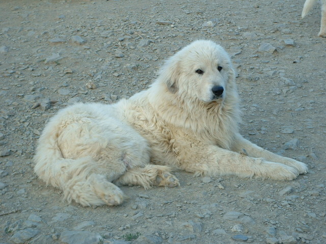 Perro de Montana del Pirineo