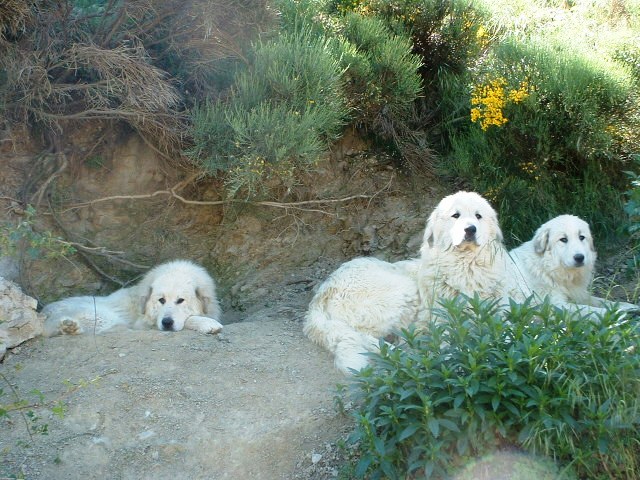 Perro de Montana del Pirineo