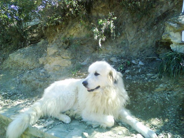 Perro de Montana del Pirineo