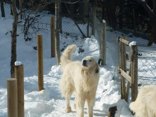 Perro de Montana del Pirineo