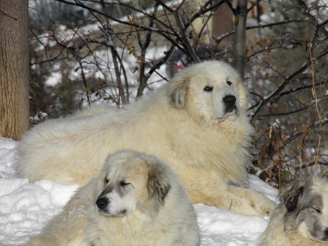 Perro de Montana del Pirineo