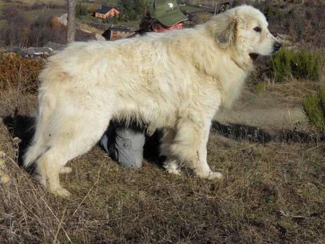 Perro de Montana del Pirineo