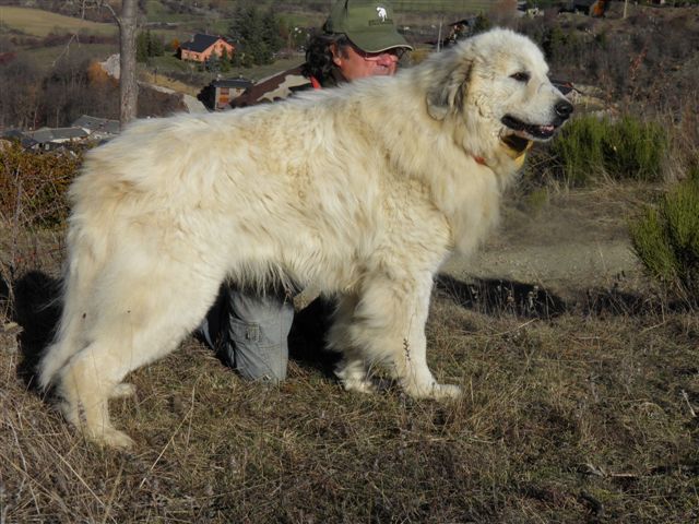 Perro de Montana del Pirineo