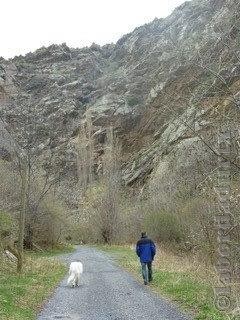 Perro de Montana del Pirineo