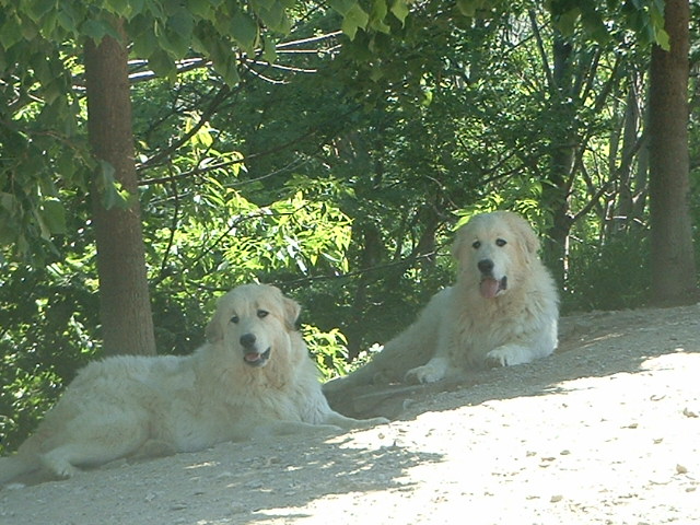 Perro de Montana del Pirineo