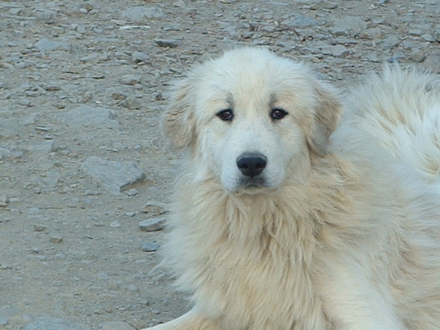 Perro de Montana del Pirineo