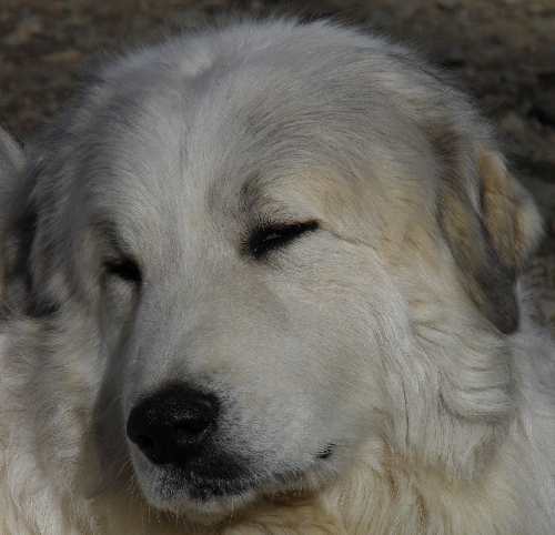 Perro de Montana del Pirineo