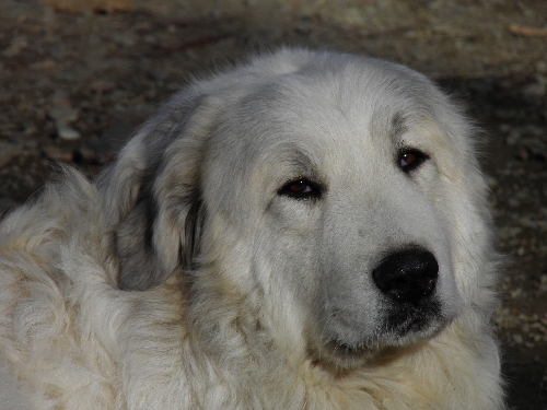 Perro de Montana del Pirineo