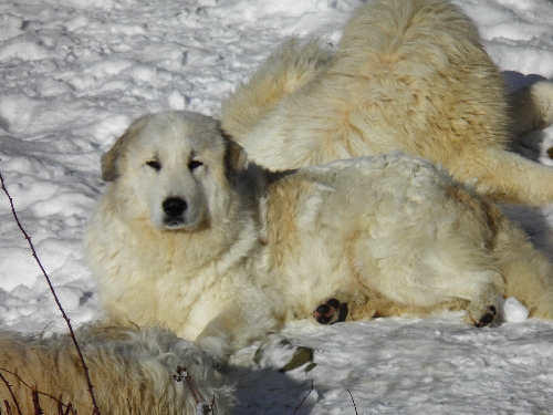 Perro de Montana del Pirineo