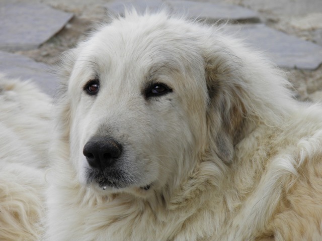 Perro de Montana del Pirineo