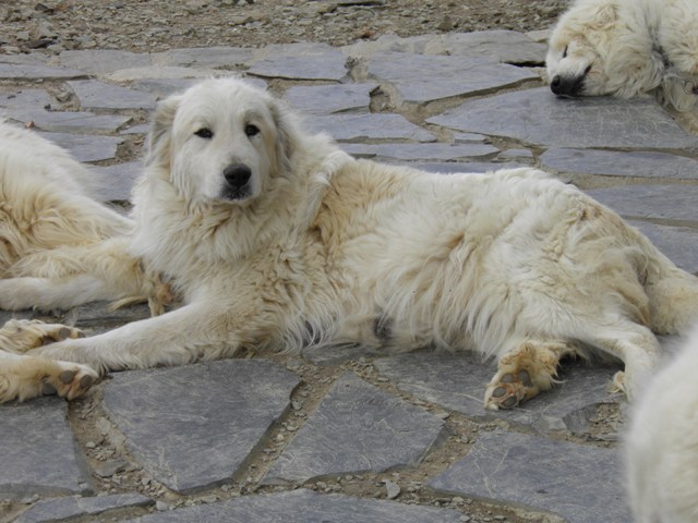 Perro de Montana del Pirineo