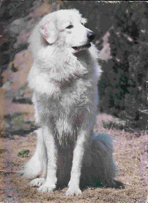 Perro de Montana del Pirineo