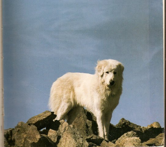 Perro de Montana del Pirineo