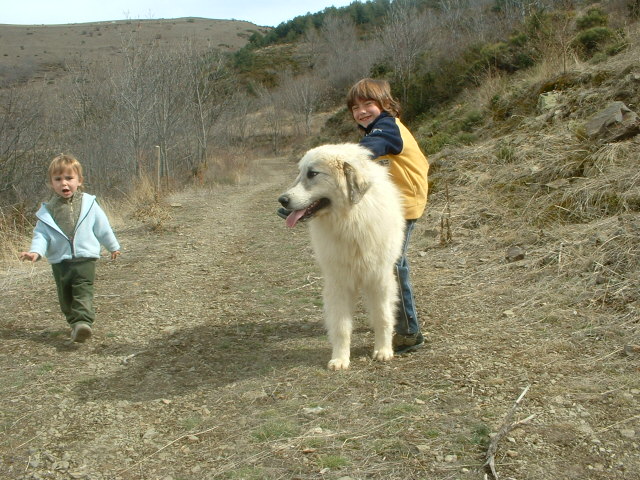 Perro de Montana del Pirineo