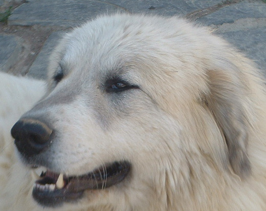 Perro de Montana del Pirineo