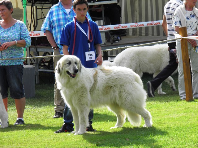 Perro de Montana del Pirineo