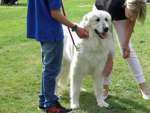 Perro de Montana del Pirineo