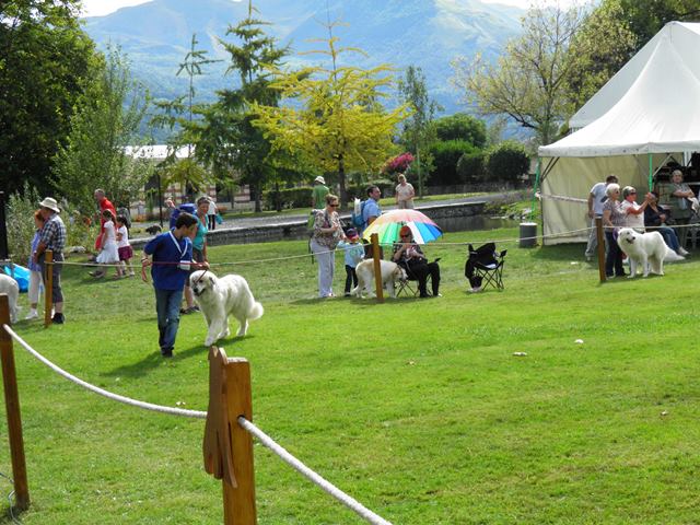 Perro de Montana del Pirineo