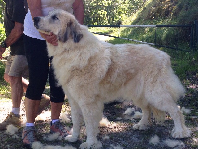 Perro de Montana del Pirineo