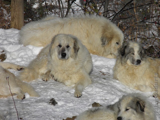 Perro de Montana del Pirineo