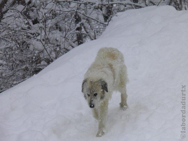 Perro de Montana del Pirineo