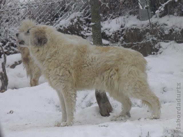 Perro de Montana del Pirineo