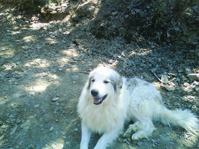 Perro de Montana del Pirineo