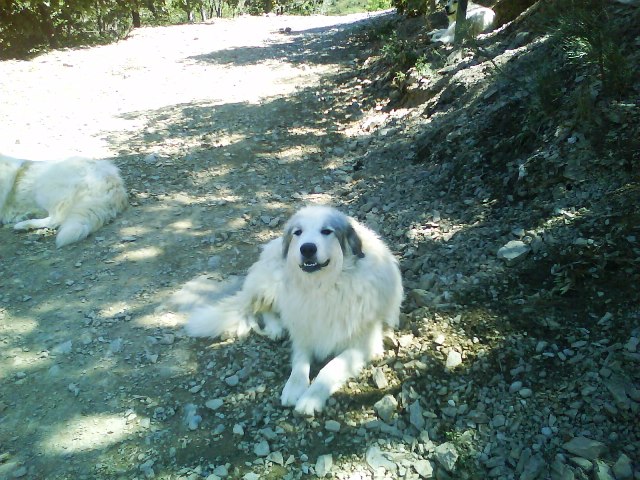 Perro de Montana del Pirineo