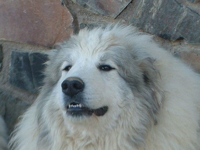 Perro de Montana del Pirineo