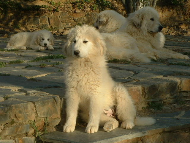 Perro de Montana del Pirineo